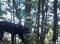 Momen Langka! Induk dan Anak Macan Tutul Terekam Kamera TNBTS