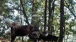 Penampakan Macan Tutul Terekam di TNBTS