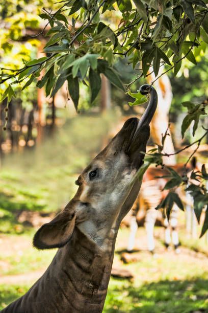 Okapi memiliki lidah panjang.