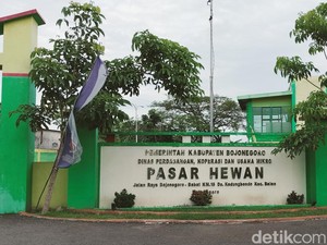 4 Pasar Hewan di Bojonegoro Tutup Sementara Usai 465 Sapi Suspect PMK