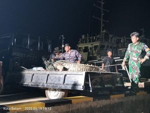 Penangkaran di Batam Jebol, Total 32 Buaya Ditangkap