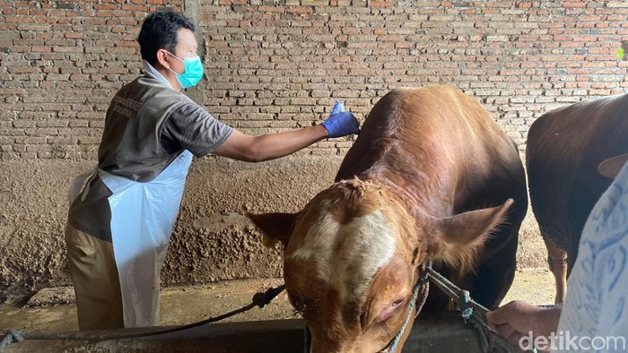 Sapi di Blitar divaksin PMK