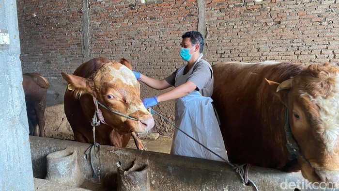 Sapi di Blitar divaksin PMK