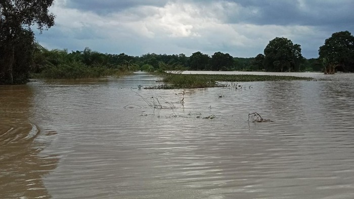 Sawah di Lampung Timur terendam banjir.