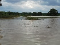 Terendam Banjir, 2.429 Hektare Sawah di Lampung Timur Jadi Danau