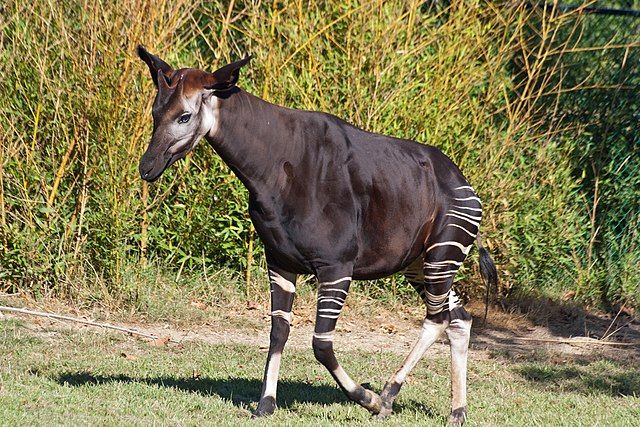 Sekor Okapi jantan.