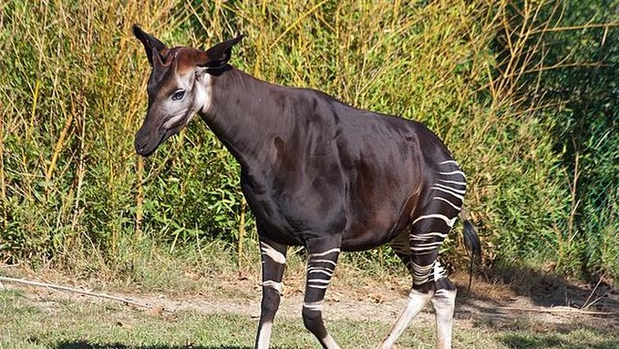 Sekor Okapi jantan.
