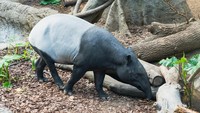 Giring Tapir ke Kandang, Penjaga Singapore Zoo Malah Digigit hingga Masuk RS