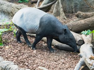 Giring Tapir ke Kandang, Penjaga Singapore Zoo Malah Digigit hingga Masuk RS