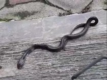 Hiii! Anakan Kobra Jawa Nyelonong ke Halaman Rumah Warga Boyolali