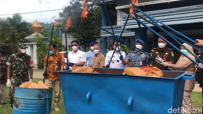 BNNP Sumbar musnahkan ganja seberat 50,9 kilogram (Foto: dok. M. Afdal Afrianto/detikSumut).