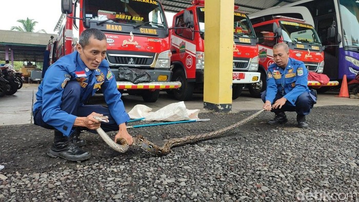 Damkar Ciamis saat mengevakuasi hewan ular