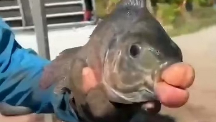 Ikan dengan bibir suntik filler