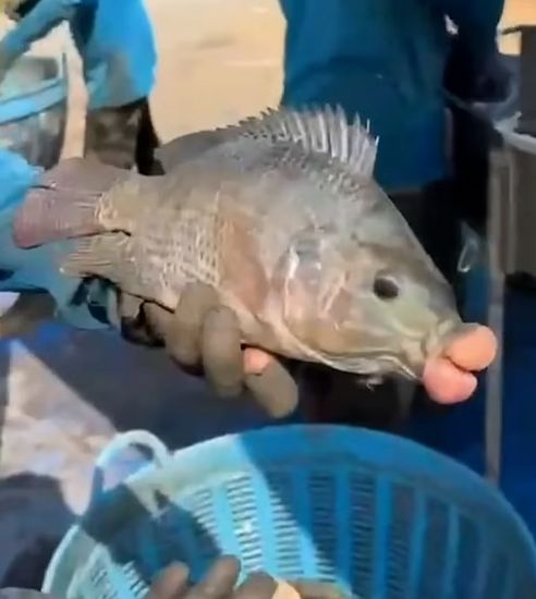 Ikan dengan bibir suntik filler