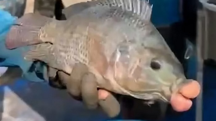 Ikan dengan bibir suntik filler