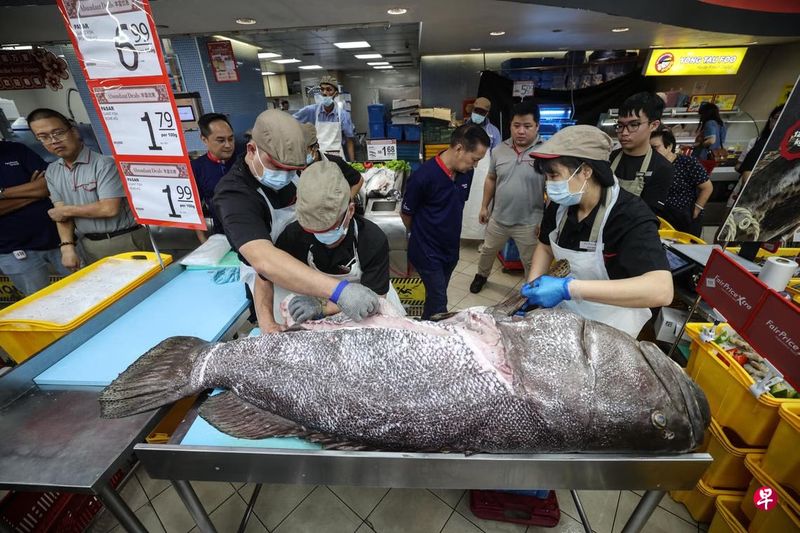 Gokil! Ikan Kerapu Seberat 128 Kg Ludes Terjual Kurang dari 20 Menit