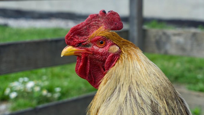 Jengger ayam