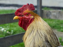 Apa Fungsi Jengger Ayam? Ternyata Bukan Sekadar Aksesoris Kepala