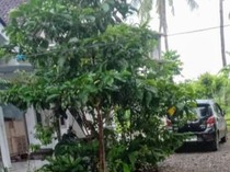 Plt Kades di Situbondo Ditangkap Usai Gelar Pesta Sabu
