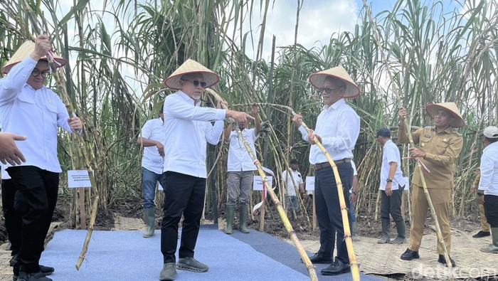 Menko Zulkifli Hasan saat panen tebu di Langkat