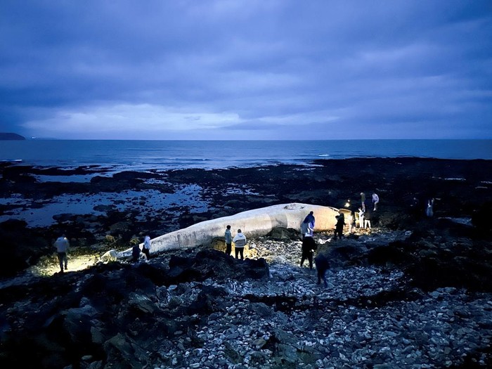 People walk around a deceased fin whale washed up on Ballinclamper beach, near Dungarvan, Ireland, January 20, 2025. REUTERS/Emilija Jefremova