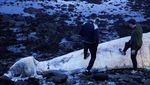 Paus Sirip Mati Terdampar di Dungarvan Irlandia