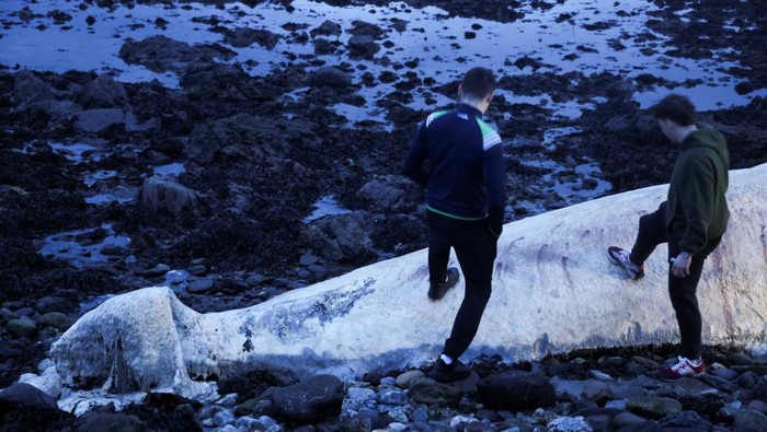 People walk around a deceased fin whale washed up on Ballinclamper beach, near Dungarvan, Ireland, January 20, 2025. REUTERS/Emilija Jefremova