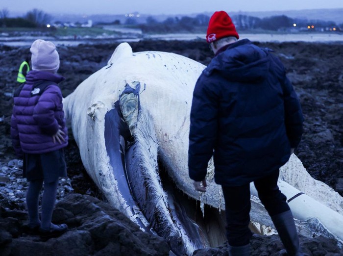 People walk around a deceased fin whale washed up on Ballinclamper beach, near Dungarvan, Ireland, January 20, 2025. REUTERS/Emilija Jefremova