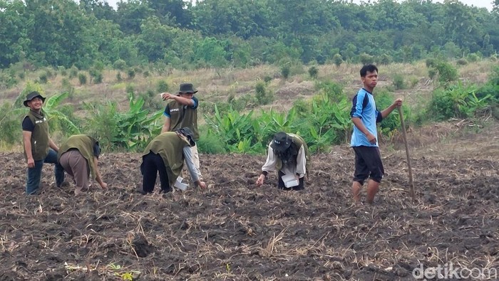 Penanaman jagung di Desa Kroya