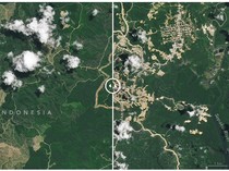Perbedaan Penampakan IKN Tahun 2022 dan 2024 dari Satelit NASA, Berubah!