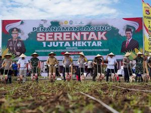 Penanaman Jagung di Lombok Timur dan Tabanan demi Ketahanan Pangan