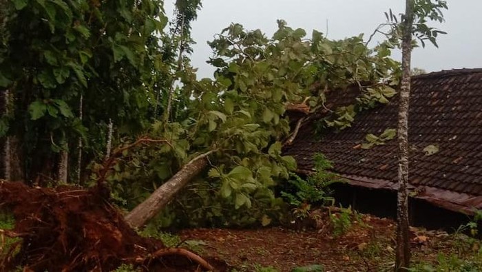 Pohon tumbang akibat angin kencang di Gunungkidul, Selasa (21/1/2025).