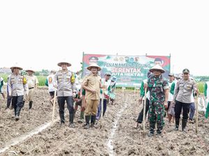 56 Ha Lahan di Lamongan Ditargetkan Ditanami Jagung di Tahun 2025