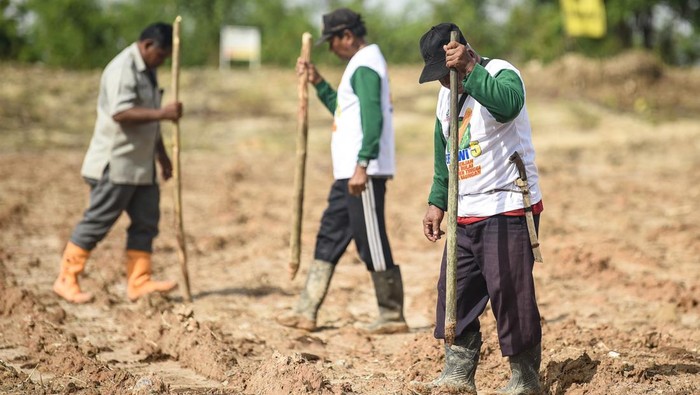 Potret Penanaman Jagung Dalam Rangka Percepatan Swasembada Pangan Petani mengambil benih jagung yang disiapkan saat penanaman benih jagung serentak di kawasan Samarinda Seberang, Samarinda, Kalimantan Timur, Selasa (21/1/2025). Kegiatan dalam rangka penanaman benih jagung serentak pada satu juta hektare di Indonesia tersebut merupakan percepatan swasembada pangan dan komitmen bersama dalam menjalankan program pemerintah untuk menjamin ketersediaan pangan yang berkelanjutan. ANTARA FOTO/M Risyal Hidayat/nym.