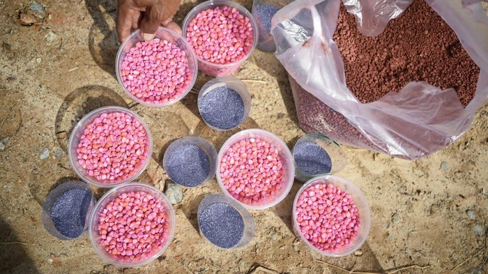 Petani mengambil benih jagung yang disiapkan saat penanaman benih jagung serentak di kawasan Samarinda Seberang, Samarinda, Kalimantan Timur, Selasa (21/1/2025). Kegiatan dalam rangka penanaman benih jagung serentak pada satu juta hektare di Indonesia tersebut merupakan percepatan swasembada pangan dan komitmen bersama dalam menjalankan program pemerintah untuk menjamin ketersediaan pangan yang berkelanjutan. ANTARA FOTO/M Risyal Hidayat/nym.