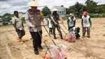 Potret Penanaman Jagung Dalam Rangka Percepatan Swasembada Pangan