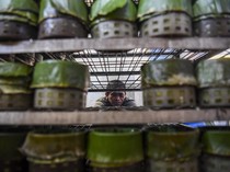 Sibuknya Perajin Kue Keranjang dan Dodol di Tangerang Jelang Imlek