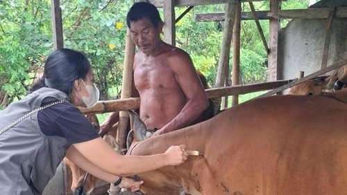 Vaksinasi PMK di Denpasar, Selasa (21/1/2025). (Dok. Pemkot Denpasar)