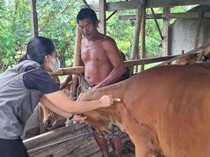 Distan Denpasar Mulai Vaksinasi PMK, Sasar 200 Sapi di Januari 2025