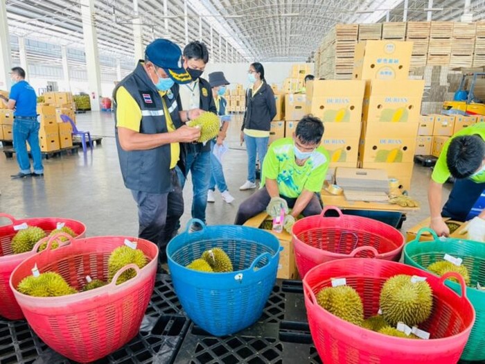 100 Kontainer Durian Thailand Ditolak Karena Mengandung Pewarna Kimia