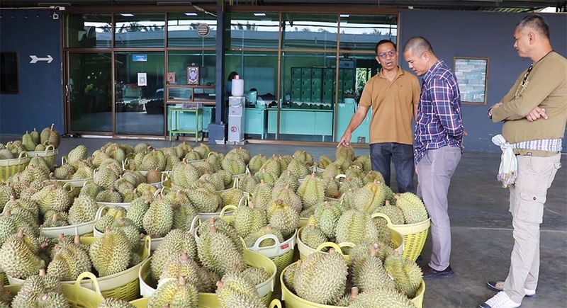 100 Kontainer Durian Thailand Ditolak Karena Mengandung Pewarna Kimia