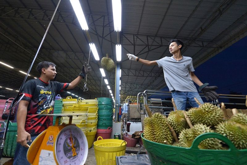 100 Kontainer Durian Thailand Ditolak Karena Mengandung Pewarna Kimia