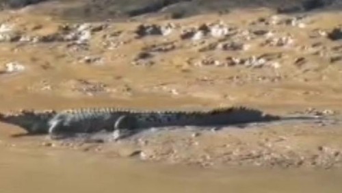Tangkapan layar buaya berkeliaran di tepi Muara Terang, Desa Golo Sepang, Kecamatan Boleng, Manggarai Barat, NTT.