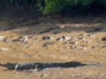 Buaya Lepas Belum Ditemukan, Dispar Kepri Jamin Lokasi Wisata Aman