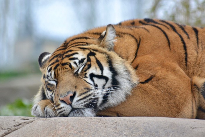 Harimau