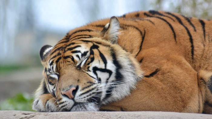 Harimau