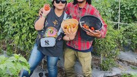 Bahkan ia sampai turun ke perkebunan tomat ranti, tomat yang digunakan untuk membuat sambal tempong. Foto: Instagram/isa_bajaj