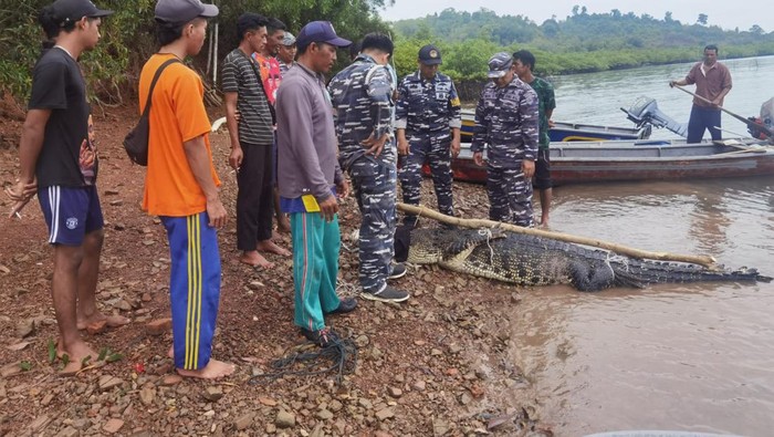 Keterangan Foto: -Buaya yang lepas dari penangkaran ditangkap tim terpadu dan masyarakat.(Dok Lantamal IV)