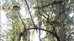 Foto Macan di Kawasan Bromo