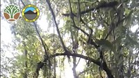 Macan tutul Jawa itu hidup jauh di dalam hutan Taman Nasional Bromo Tengger Semeru. Para ranger dan pecinta alam harus menembus semak hutan yang lebat untuk menemuinya.